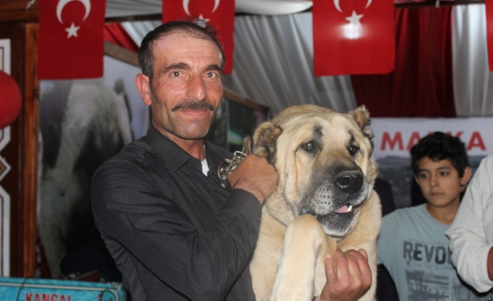 Sivas Günleri’nin ilgi odağı 100 kiloluk kangal