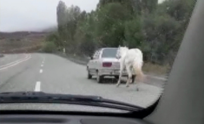 Vicdansızlık: Atı otomobilin arkasına bağladı