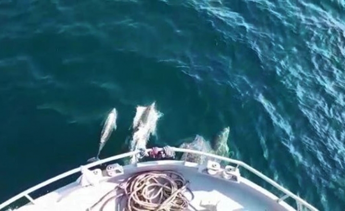 Yunusların balıkçılara rehberliği kamerada