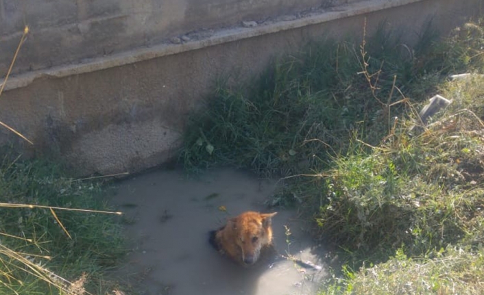 Balçığa saplanan köpeği itfaiye kurtardı