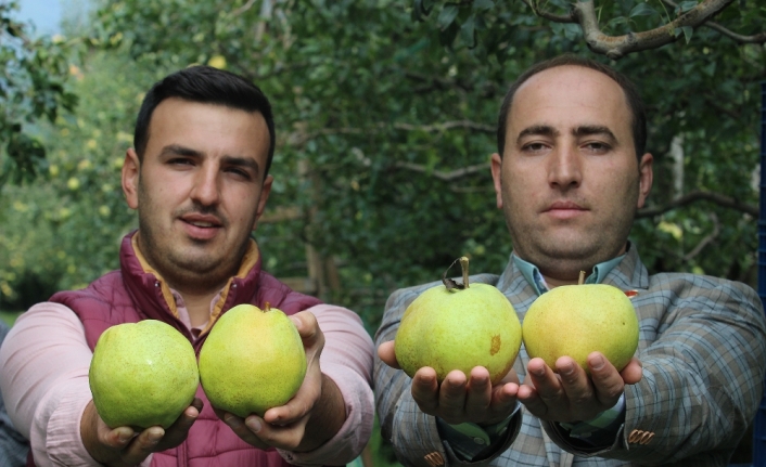 Bu armutların tanesi 1 kilo