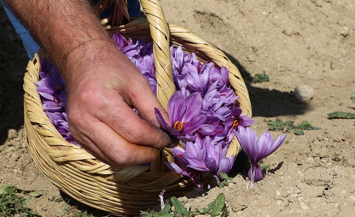 Dünyanın en pahalı bitkisinde hasat erken başladı