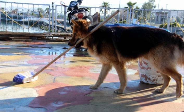 Elinden her iş gelen köpek herkesi şaşırtıyor