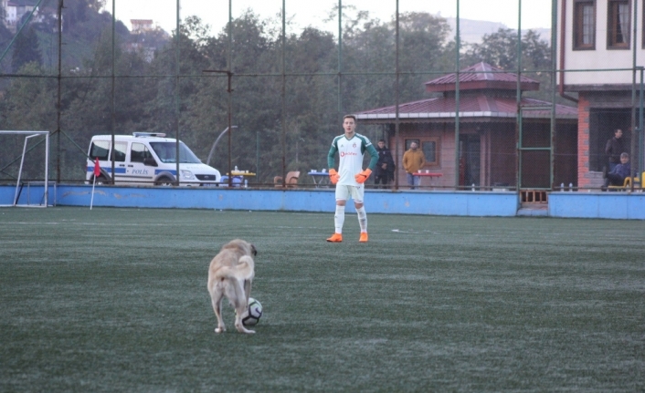 Fanatik köpek maçı durdurdu