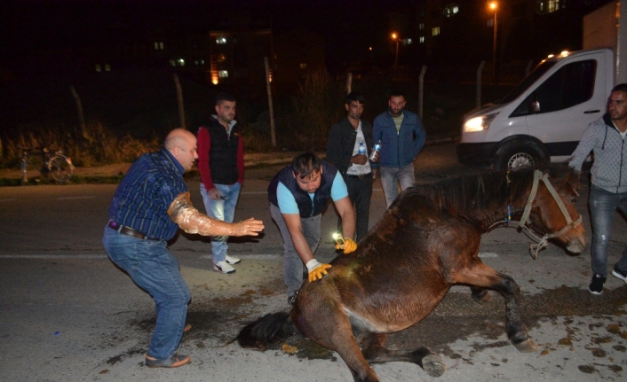 Hamile atı sokak ortasına ölüme terk ettiler