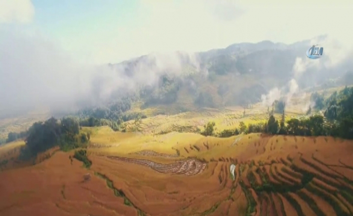 Hasat mevsimi pirinç tarlalarını altın rengine boyadı