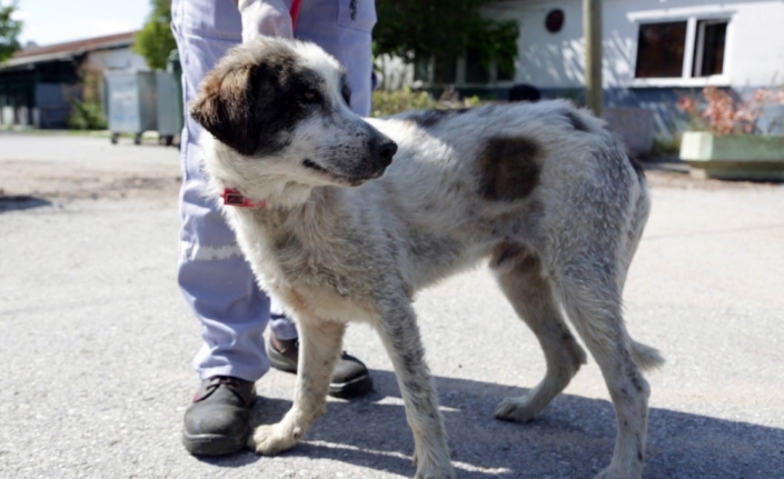İkinci Kuyu köpek vakası: 3 gün sonra kurtarıldı