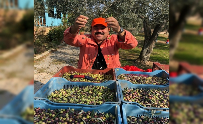 Kendi yetiştirdiği zeytinleri hasat etti