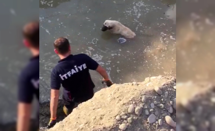 Mahsur kalan köpeği itfaiye kurtardı