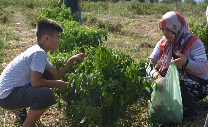 Müşteri tarladan sebzesini kendi topluyor