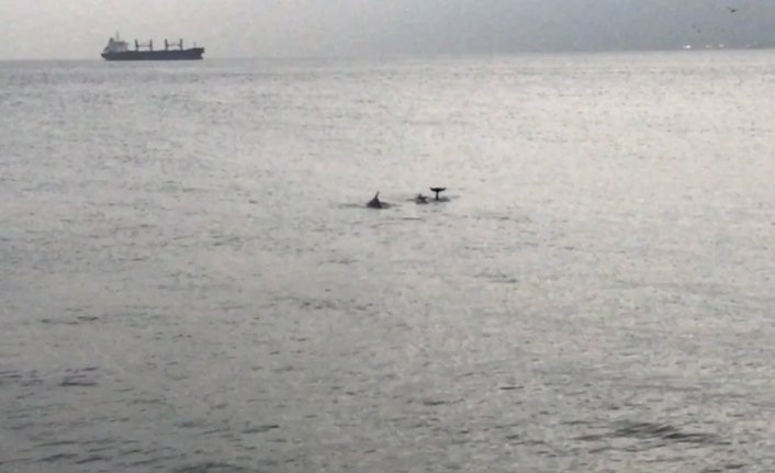 Yunuslar İstanbul Boğaz’ında görsel şölen sundu