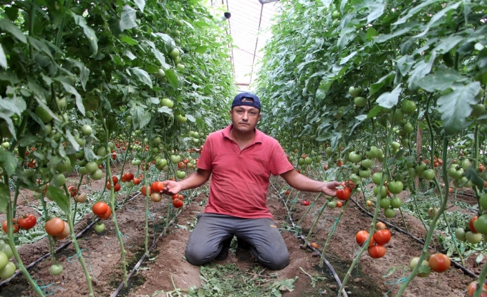 Zam şampiyonu domatesin fiyatı ilk kez düştü