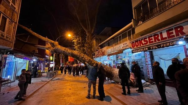 Bursa'da 300 yıllık çınar ağacı iş yerinin çatısına devrildi