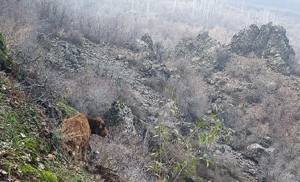 Kayalıklarda mahsur kalan ineği AFAD kurtardı