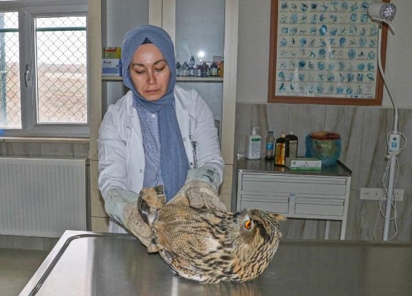 Yaralı bulunan puhu kuşu tedaviye alındı