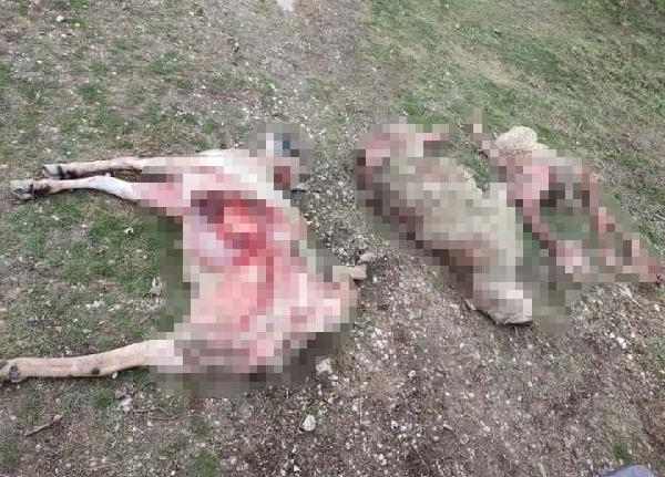 Ankara'da sokak köpekleri 9 koyunu yedi iddiası
