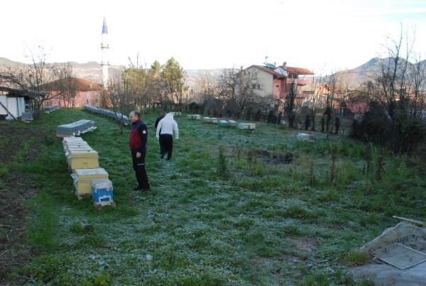 Hava sıcaklarındaki değişkenlik, arıların kış uykusuna geçmesini engelledi  