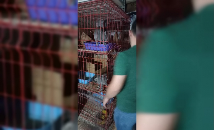 Pet shop'ta kaçak evcil hayvan satışına 22 bin lira ceza