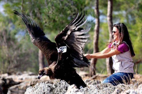 Tedavisi tamamlanan kara akbaba, doğaya bırakıldı