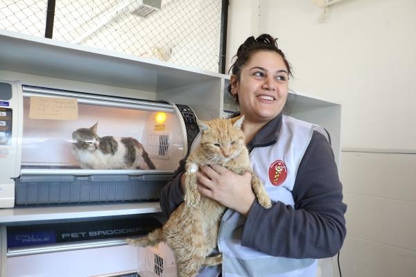 Kahramanmaraş’ta enkazdan kurtarılan 400 kedi ve köpek tedavi edildi