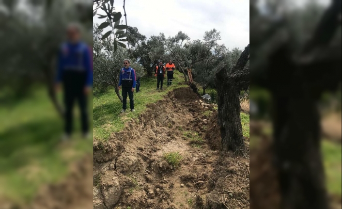 'Depremde ikiye bölünen zeytin ağacının nedeni fay kaynaklı değil'