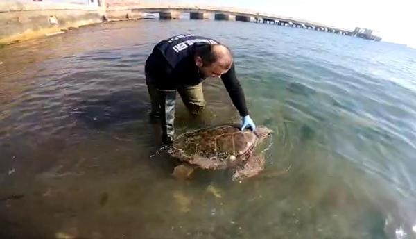 Tekirdağ'da yosunlara takılan caretta caretta kurtarıldı