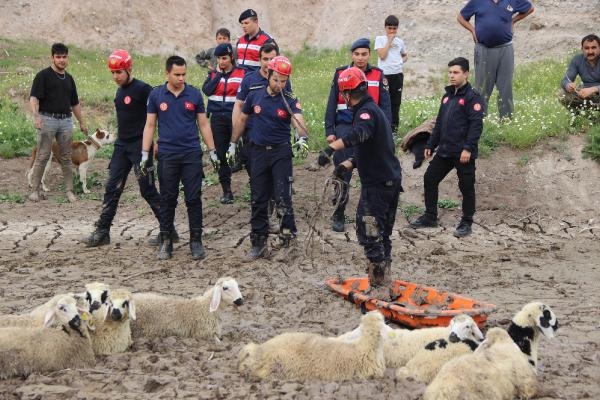 Bataklığa saplanan koyunları itfaiye kurtardı