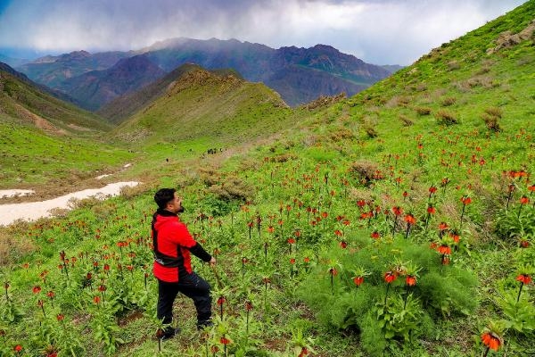 Hakkari dağlarındaki ters lalelere ziyaretçi akını