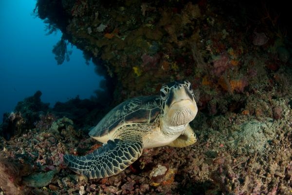 110 milyon yıldır yaşayan deniz kaplumbağalarının son 50 yıldır nesilleri tehlikede