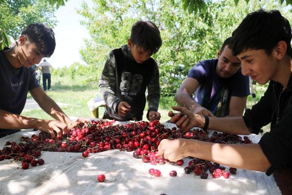 Kaymakam araya girip alımı durdurdu, kirazda fiyat krizi aşıldı