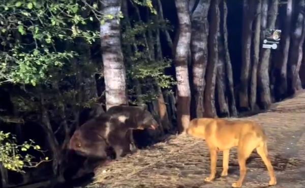 Milli parkta köpeklerin ayının peşinden koşması kamerada