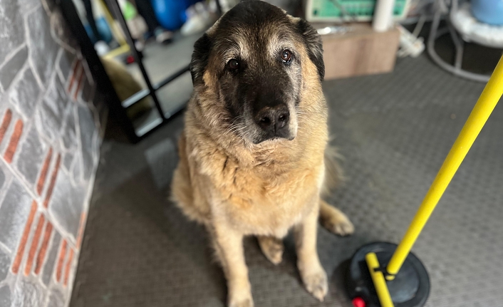 3 ayda 10 kilo veren obez köpek 'Duman', sahiplenmeyi bekliyor
