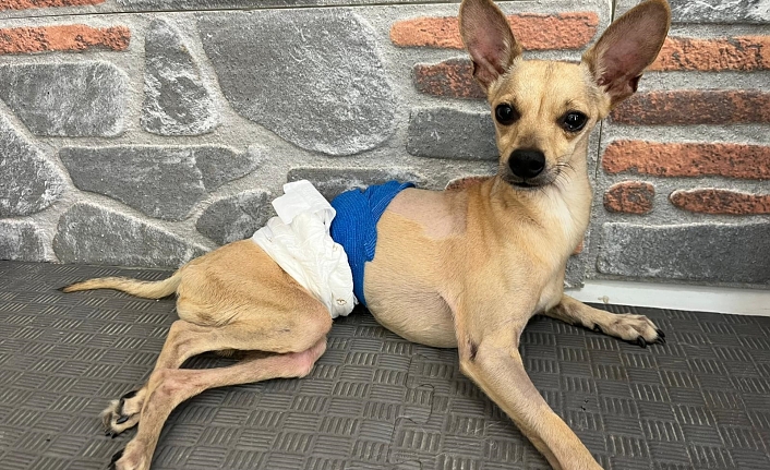 Ayrılan çift, klinikte tedavi gören köpekleri 'Lucky'i terk etti