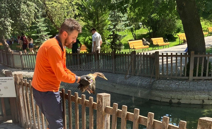 Yaralı yaban ördeğinin geçici yuvası Kuğulu Park oldu