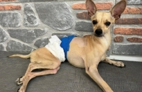 Ayrılan çift, klinikte tedavi gören köpekleri 'Lucky'i terk etti