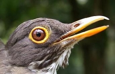 Kahve tarlaları kuşların beslenme düzenini bozuyor