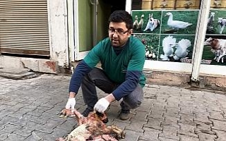 8 ayağı var: Görenler şaşkına döndü