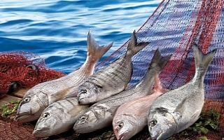 Balıkçılık sektörü 1 milyar dolar ihracata koşuyor
