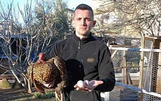 Bu tavukların tanesi 2 bin, yumurtası 40 lira