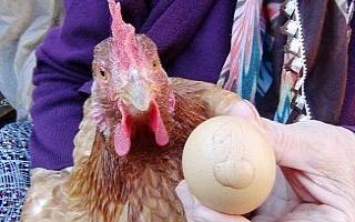 Bu yumurta bin lira