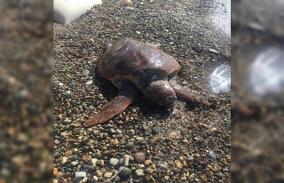 Caretta caretta olta iğnesinden öldü