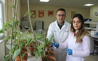 "Çiftçiler kuraklığa dayanıklı tohumlar...