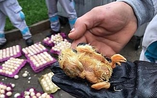Çöpe atılan yumurtalardan civciv çıktı