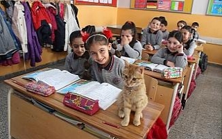 Kedi Tombi yeniden okula döndü