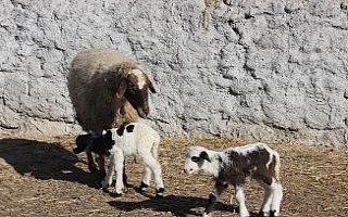 Kuzular annelerine kavuştu, yaşama tutundu
