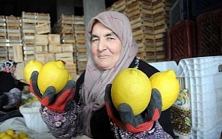 Limon değerleneceği güne kadar ’yatağa’ giriyor