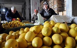 Limon değerleneceği güne kadar yatakta