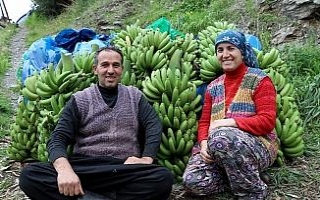 Muzda rekor fiyat üreticinin yüzünü güldürdü