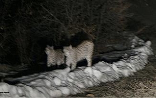 Nesli tükenmekte olan vaşaklar görüntülendi