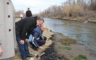 Oltu Çayı’na atılan zehirle ilgili soruşturma...